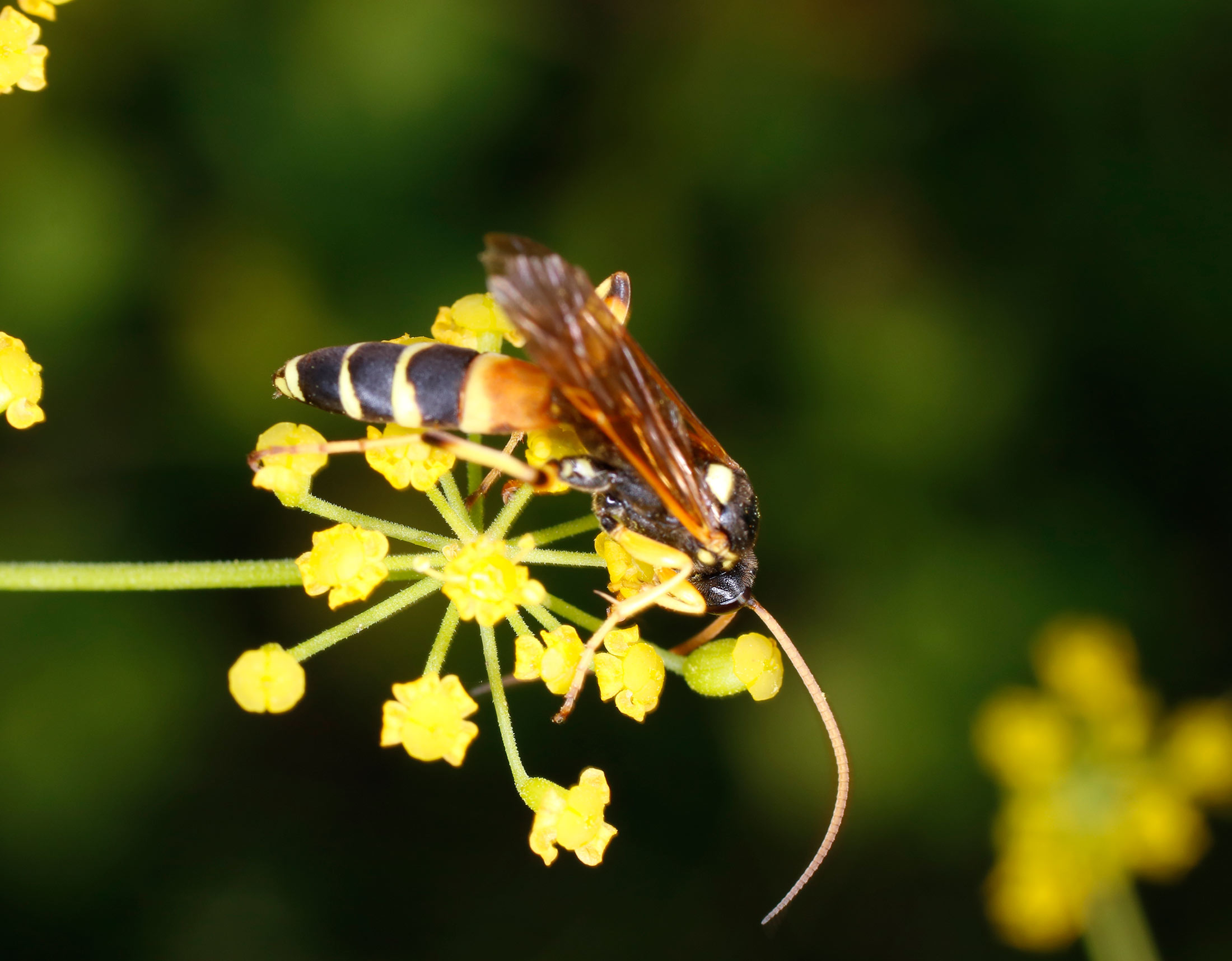Ichneumonidae: Ichneumon sp., maschio